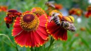 Світ квітів Віктора Ковалевського - Бджоли на квітці