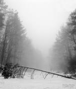Ліс, зима, туман
