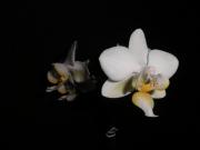 Phalaenopsis звичайний голандський невибагливий