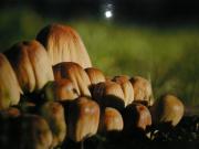 Місто грибів